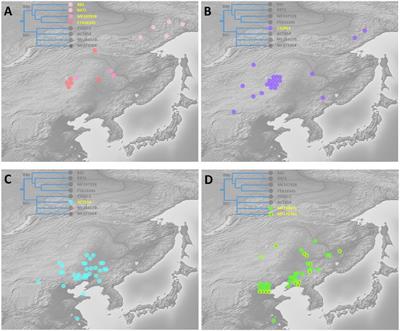 Unveiling 2,000 years of differentiation among Tungusic-speaking populations: a revised phylogeny of the paternal founder lineage C2a-M48-SK1061